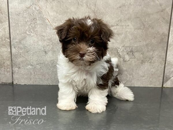 Havanese-DOG-Female-Choc Parti-28778-Petland Frisco, Texas