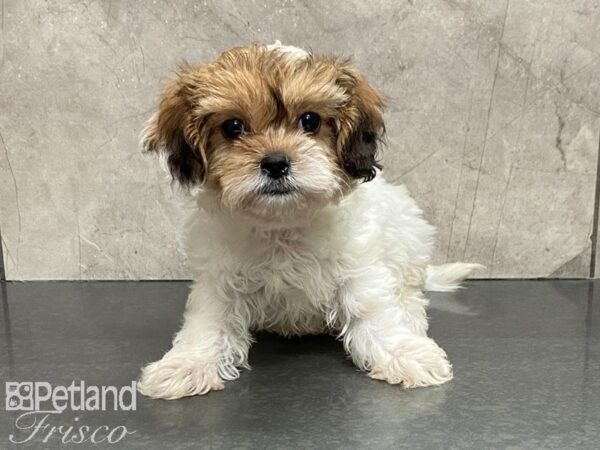 CavaTzu DOG Male Gold & Wht 28781 Petland Frisco, Texas