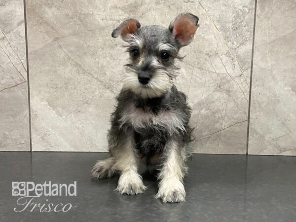 Miniature Schnauzer-DOG-Female-SLT & PPR-28786-Petland Frisco & Mckinney, Texas