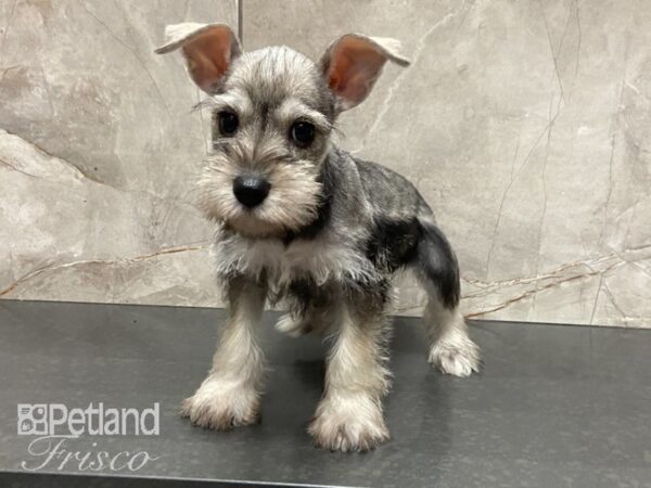 Miniature Schnauzer-DOG-Female-Salt and Pepper-28775-Petland Frisco & Mckinney, Texas