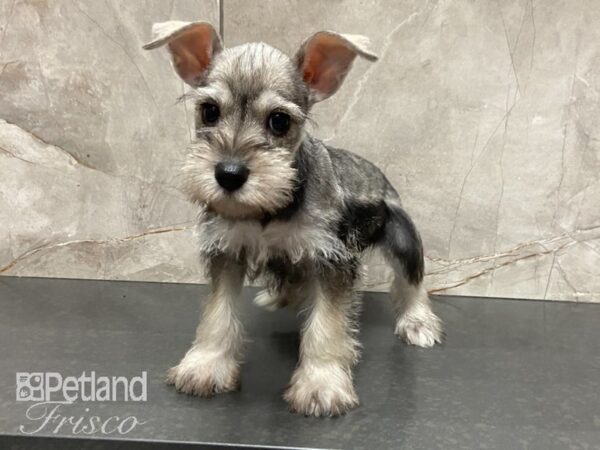 Miniature Schnauzer-DOG-Female-Salt and Pepper-28775-Petland Frisco, Texas