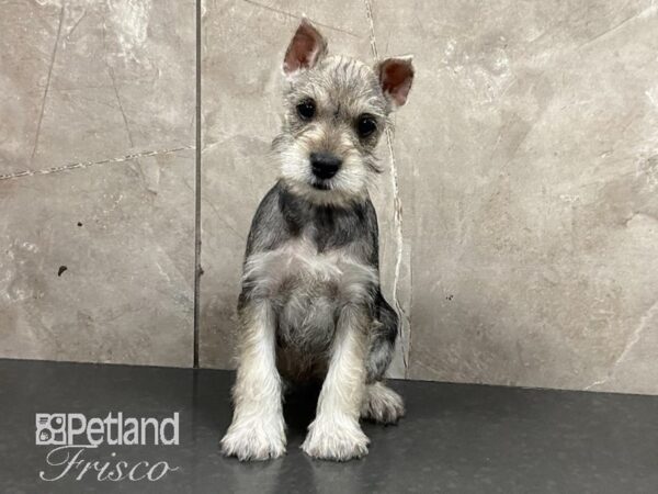 Miniature Schnauzer-DOG-Female-SLT & PPR-28783-Petland Frisco & Mckinney, Texas
