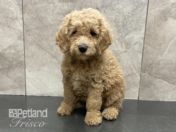 Cock A Poo-DOG-Male-APRICOT-28796-Petland Frisco, Texas