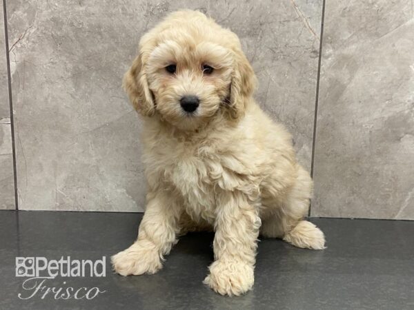 Cock A Poo DOG Male APRICOT 28795 Petland Frisco, Texas