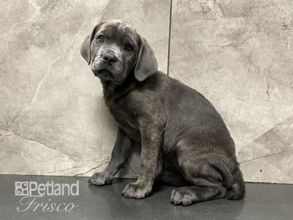 Cane Corso DOG Female Blue 28794 Petland Frisco, Texas