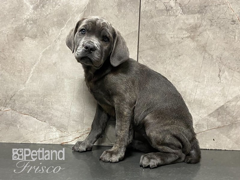 Cane CorsoDOGFemaleBlue3359349Petland Frisco, Texas