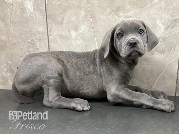 Cane Corso DOG Male Blue 28793 Petland Frisco, Texas