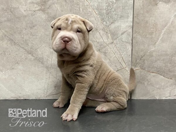 Shar Pei DOG Female ISABELLA DILUT 28801 Petland Frisco, Texas