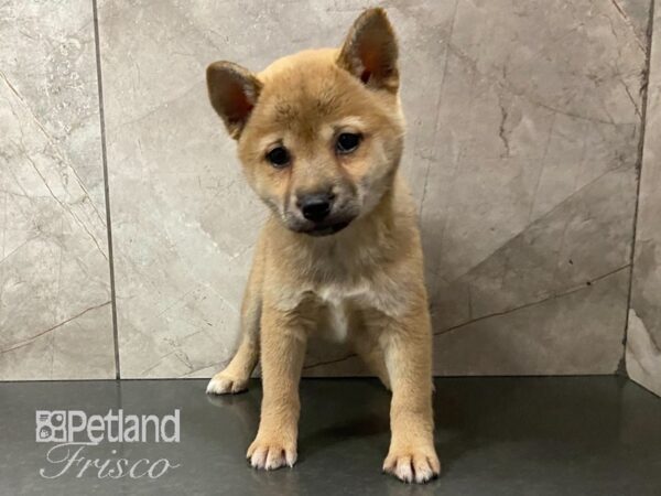 Shiba Inu-DOG-Female-RED-28800-Petland Frisco & Mckinney, Texas