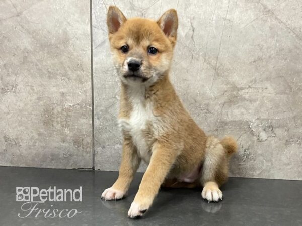 Shiba Inu-DOG-Male-RED-28799-Petland Frisco, Texas