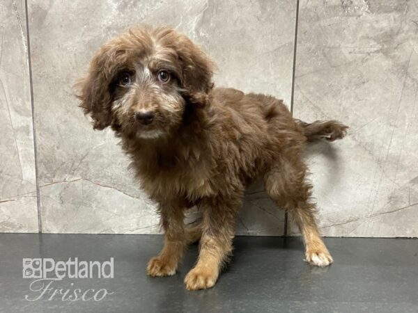 Aussiepoo DOG Female Chocolate and Tan 28684 Petland Frisco, Texas