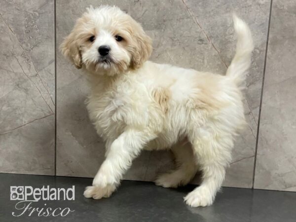 Goldendoodle Mini 2nd Gen DOG Male WHT CRM 28797 Petland Frisco, Texas