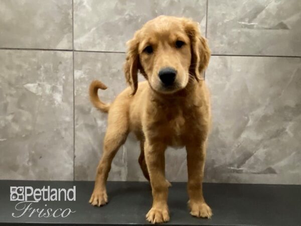 Golden Retriever-DOG-Male-Golden-28766-Petland Frisco & Mckinney, Texas