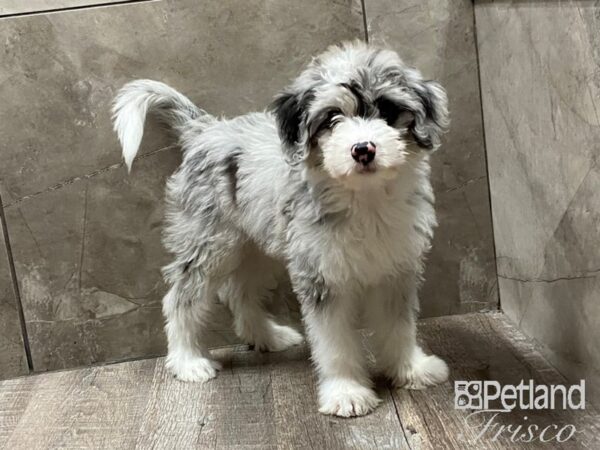 Mini Sheepadoodle-DOG-Female-Merle-28741-Petland Frisco, Texas