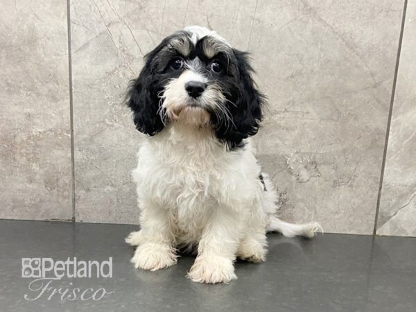 Cavachon DOG Female Blk & Wht 28752 Petland Frisco & Mckinney, Texas