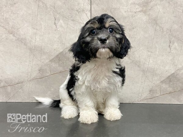 Cavachon DOG Female Blk & Wht 28753 Petland Frisco, Texas