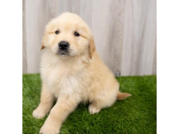 Golden Retriever-DOG-Female-Golden-28820-Petland Frisco & Mckinney, Texas
