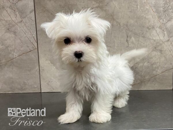 Maltese-DOG-Female-White-28806-Petland Frisco, Texas