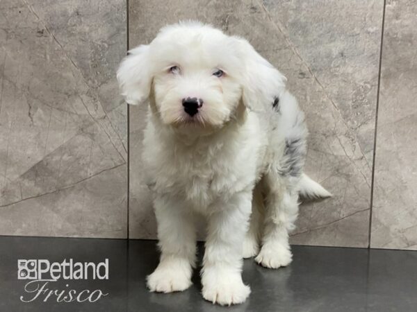 Sheepadoodle-DOG-Male-White w/ Merle-28811-Petland Frisco, Texas