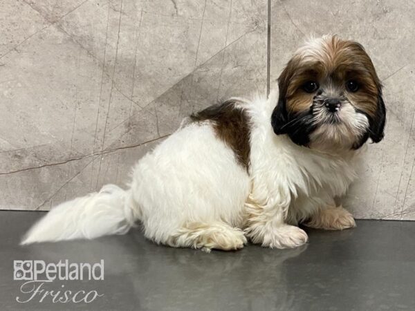 Lhasa Apso-DOG-Male-Sable & White-28808-Petland Frisco & Mckinney, Texas