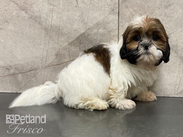 Lhasa Apso DOG Male Sable & White 28808 Petland Frisco, Texas