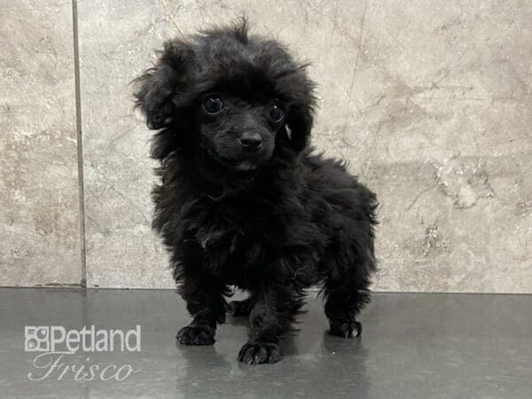 Toy Poodle-DOG-Female-Black-28803-Petland Frisco, Texas