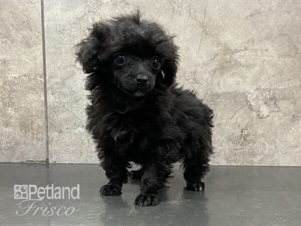 Toy Poodle DOG Female Black 28803 Petland Frisco, Texas