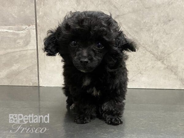 Toy Poodle-DOG-Female-Black-28802-Petland Frisco, Texas