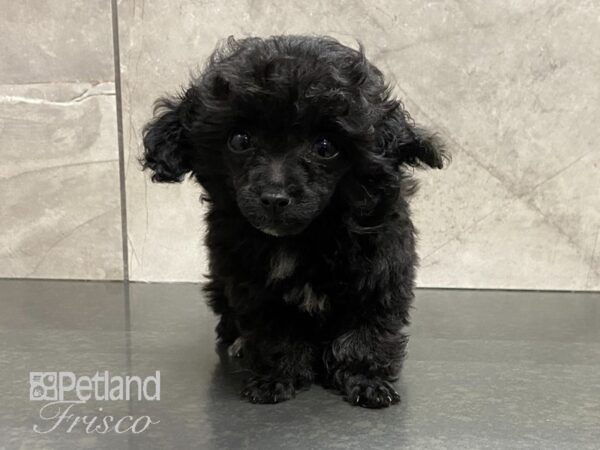 Toy Poodle DOG Female Black 28802 Petland Frisco, Texas