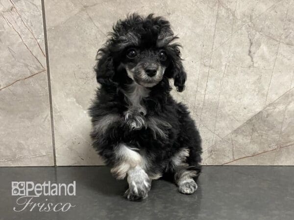 Toy Poodle-DOG-Female-Black and Silver-28804-Petland Frisco, Texas