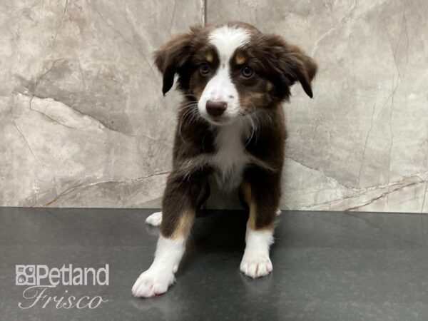Miniature Australian Shepherd-DOG-Female-Chocolate and White-28812-Petland Frisco & Mckinney, Texas