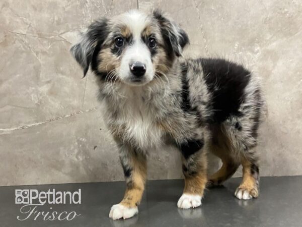 Miniature Australian Shepherd-DOG-Male-Merle-28813-Petland Frisco & Mckinney, Texas