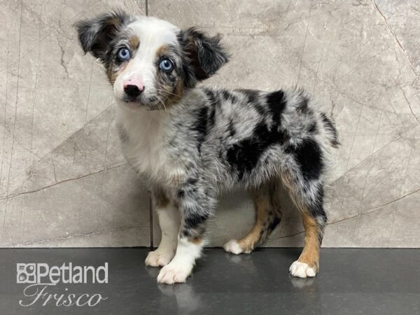 Miniature Australian Shepherd-DOG-Female-Merle-28809-Petland Frisco & Mckinney, Texas
