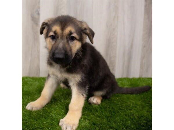 German Shepherd Dog DOG Female Black / Tan 28839 Petland Frisco, Texas