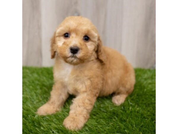 Miniature Poodle-DOG-Female-Apricot-28825-Petland Frisco & Mckinney, Texas