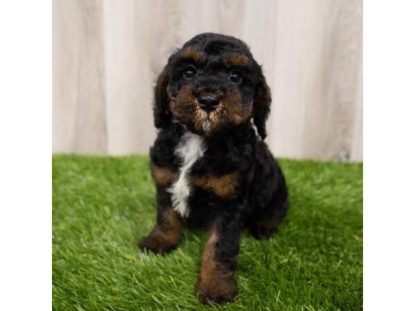 Miniature Poodle-DOG-Male-Phantom-28826-Petland Frisco & Mckinney, Texas