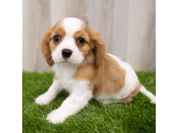 Cavalier King Charles Spaniel-DOG-Male-Blenheim-28818-Petland Frisco & Mckinney, Texas
