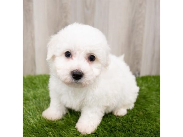 Bichon Frise DOG Male White 28816 Petland Frisco, Texas