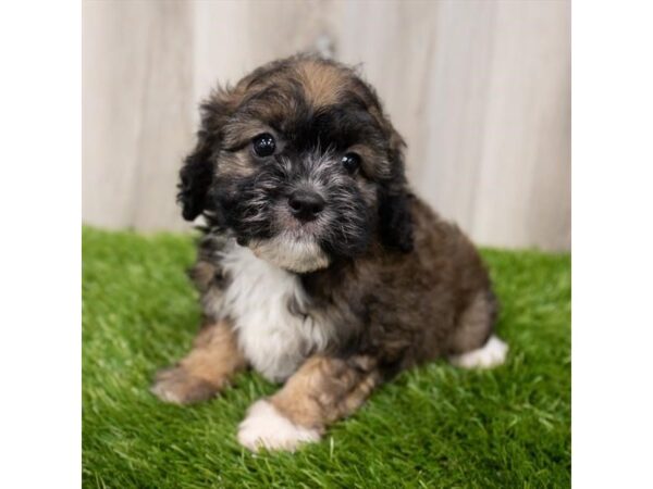 Cavapoo DOG Female Sable 28841 Petland Frisco, Texas