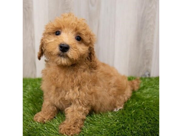 F1B Mini Goldendoodle DOG Male Red 28840 Petland Frisco, Texas