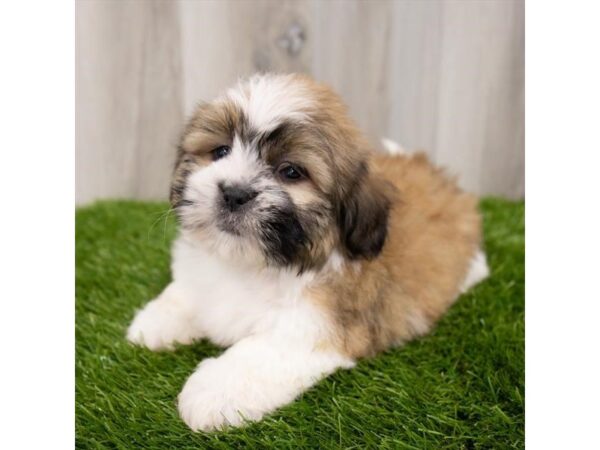 Lhasa Apso DOG Male Gold 28821 Petland Frisco, Texas