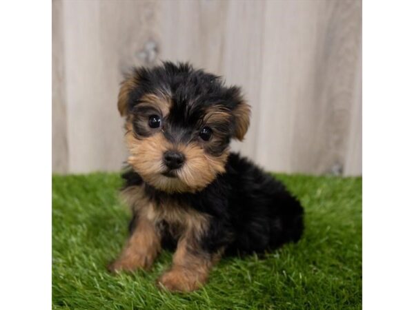 Yorkshire Terrier-DOG-Male-Black / Tan-28834-Petland Frisco & Mckinney, Texas