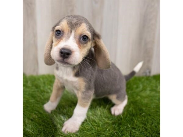 Beagle DOG Female Black White / Tan 28815 Petland Frisco, Texas