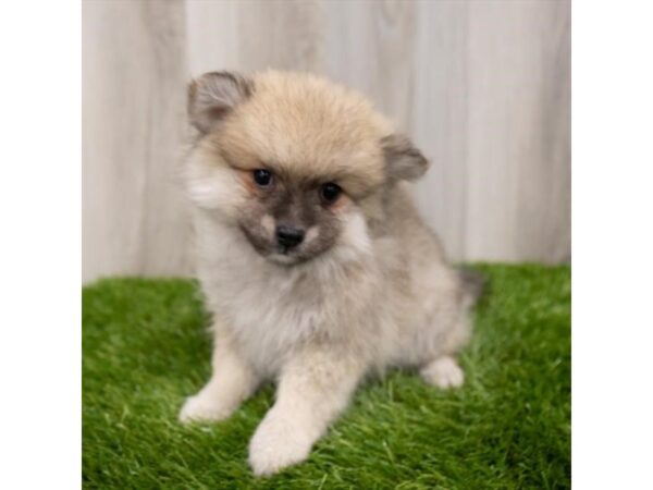 Pomeranian-DOG-Male-Cream Sable-28824-Petland Frisco, Texas