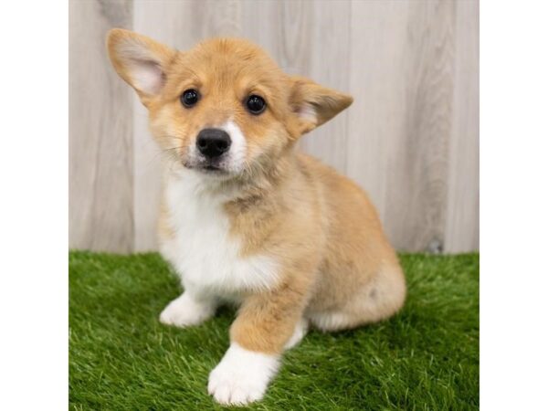 Pembroke Welsh Corgi-DOG-Male-Red / White-28822-Petland Frisco & Mckinney, Texas
