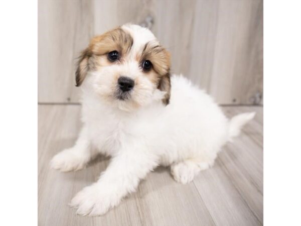 Teddy Bear-DOG-Female-Gold / White-28837-Petland Frisco, Texas