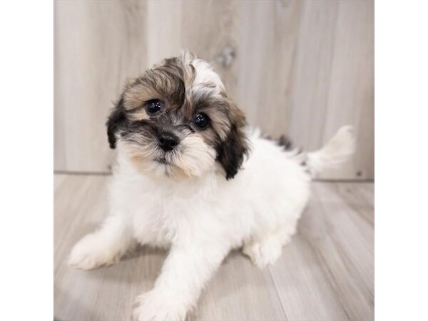 Teddy Bear-DOG-Female-Brindle / White-28838-Petland Frisco & Mckinney, Texas