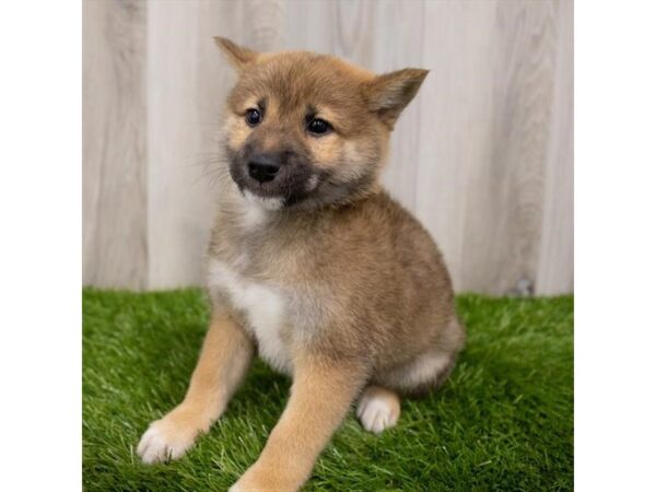 Shiba Inu DOG Male Red Sesame 28828 Petland Frisco & Mckinney, Texas