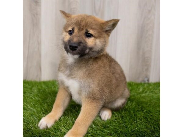 Shiba Inu-DOG-Male-Red Sesame-28828-Petland Frisco, Texas