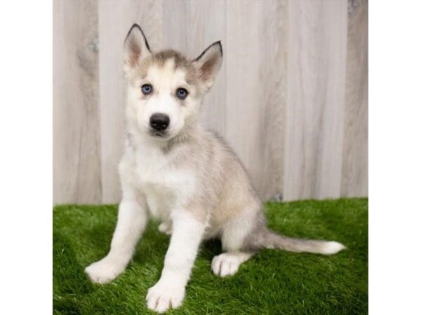 Siberian Husky-DOG-Male-Gray / White-28832-Petland Frisco, Texas